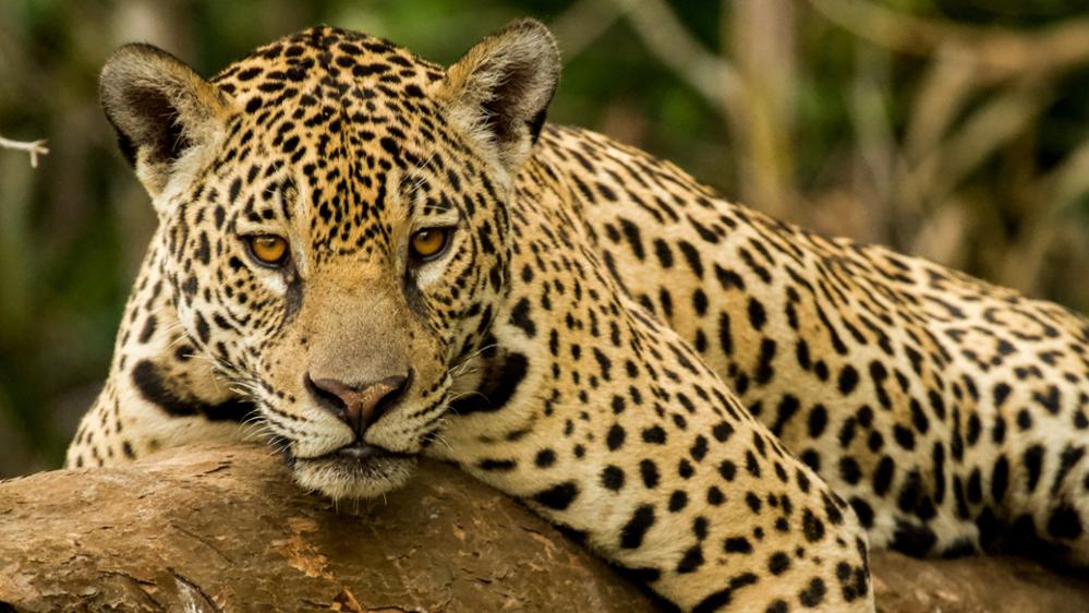 Le Pantanal, la plus belle réserve naturelle d'animaux sauvages du Brésil